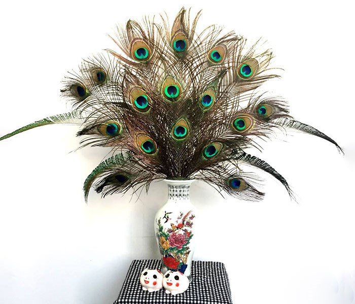 combo 6 lông công phong thủy