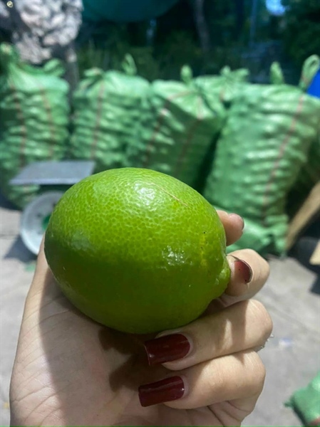 Chanh không hạt bịch 1kg