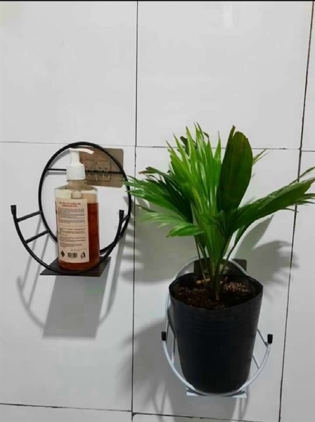 giỏ sắt bán nguyệt treo chậu hoa dán tường